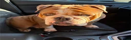 Mixed Breed dogs for sale: Callie. Olde English Bulldog For Sale. in Gloucester - Advert 1