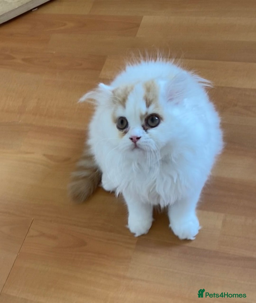 British Shorthair cats for sale: British Shorthair and Longhair kittens - Image 5