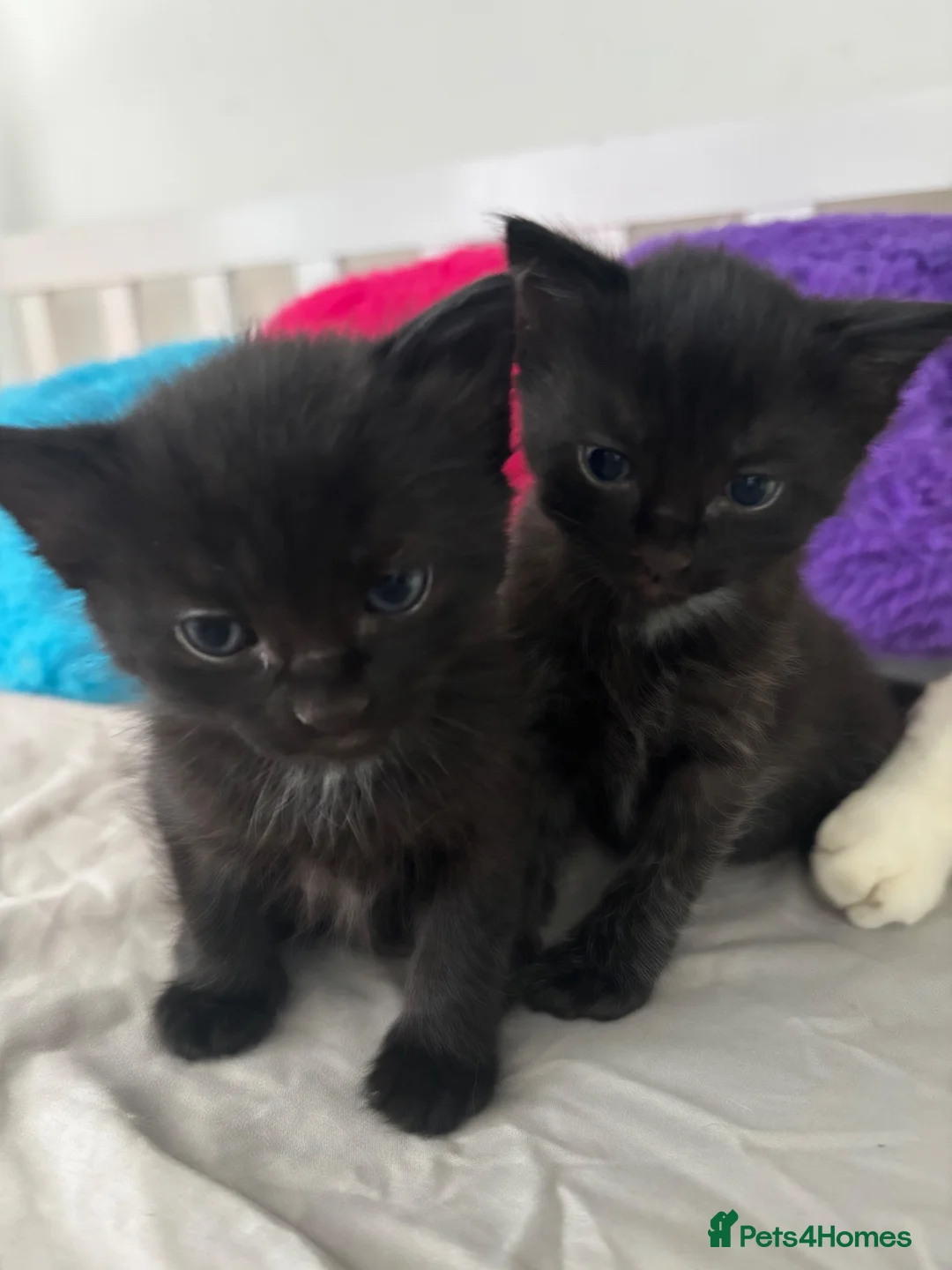Mixed Breed cats for sale: 2 Lovely Black Kittens for Sale  - Advert 6