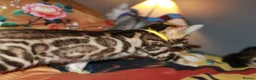 Bengal cats for sale: Four Bengal Kittens for Sale. TICA Pedigree Reg'd - Advert 11