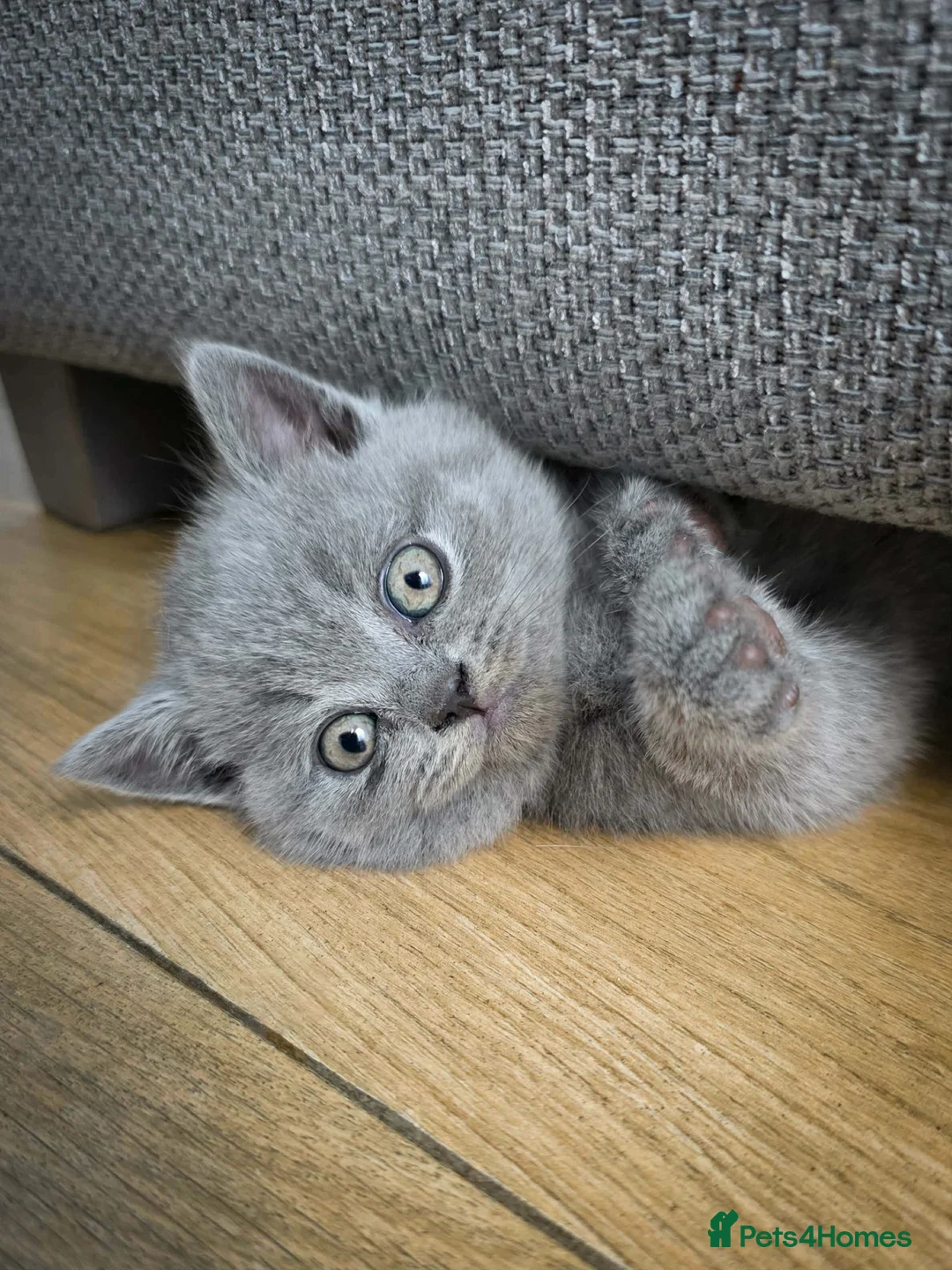 British Shorthair cats for sale: Pedigree british shorthair  - Advert 6
