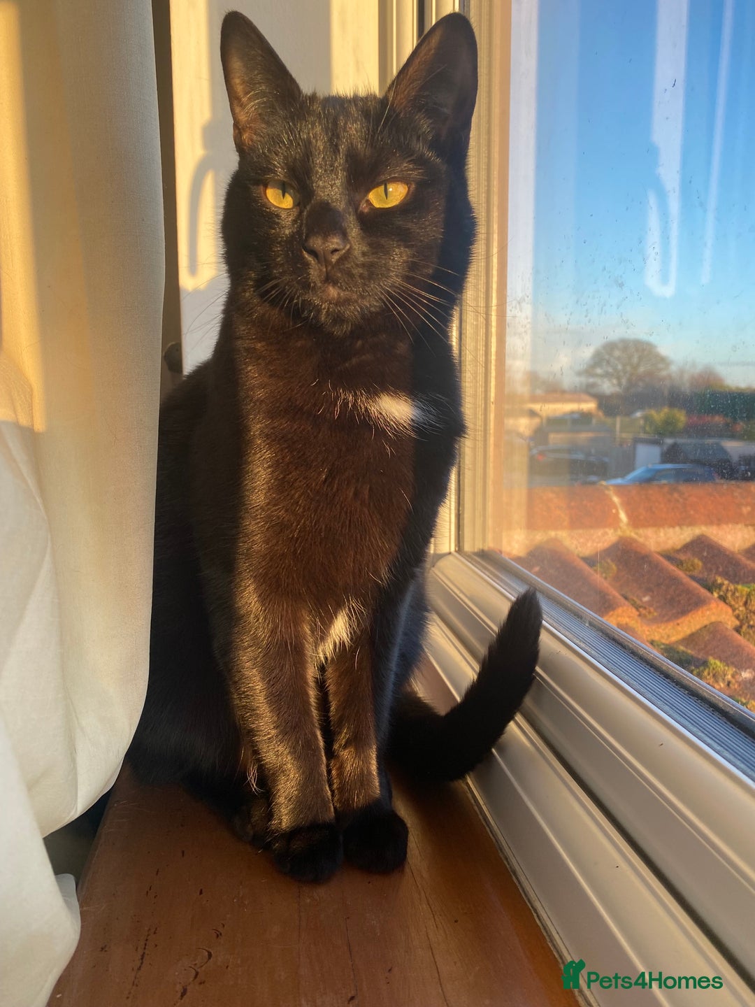 Domestic Shorthair cats for adoption: Loving goofball Toast is looking for a new home - Advert 4