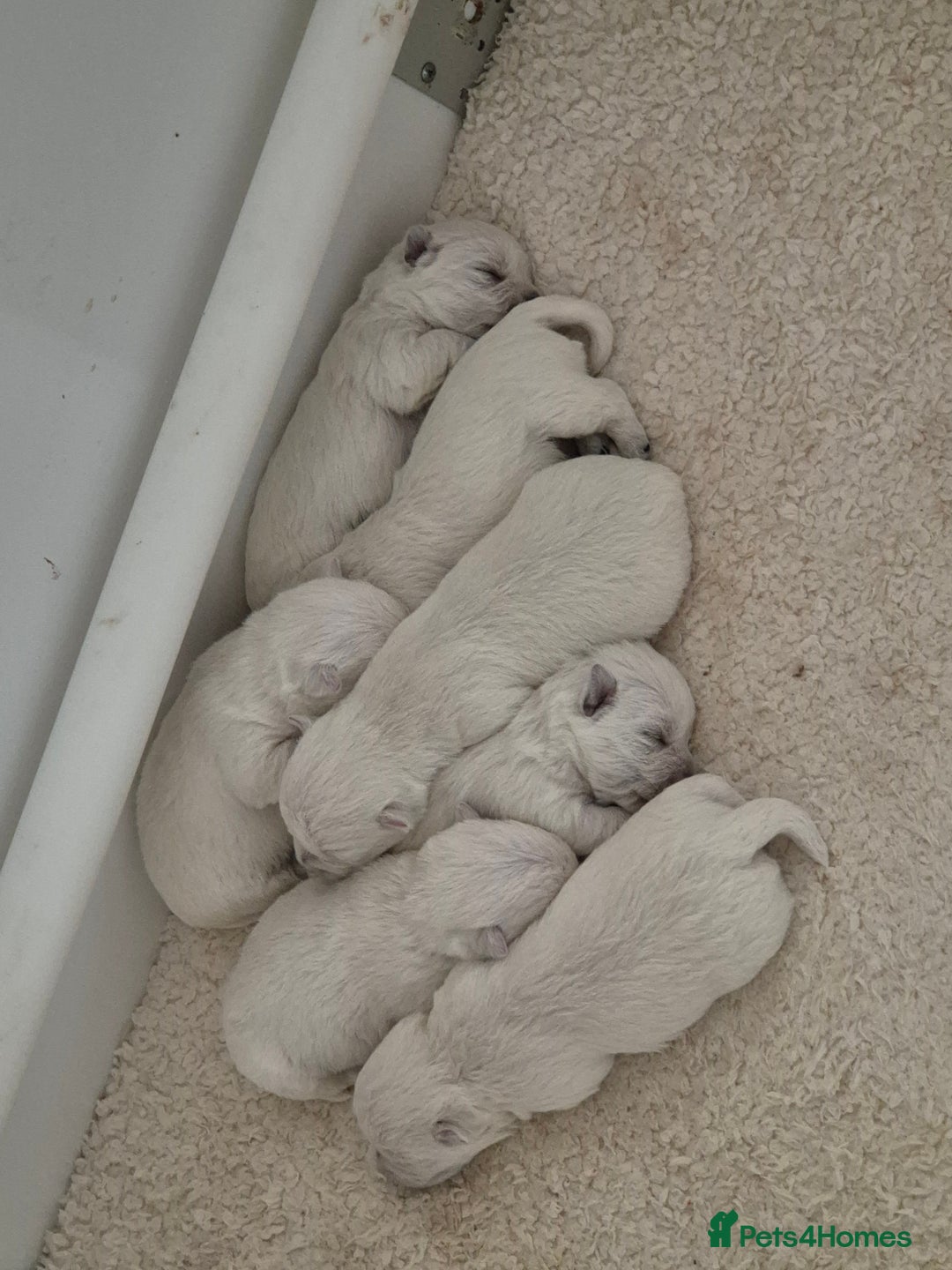 West Highland Terrier dogs for sale: Westhighland Terrier puppies - Advert 4