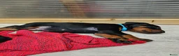 Dobermann dogs for sale: Gorgeous Full Pedigree Doberman puppies for sale  in Hull - Advert 17