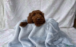 Cockapoo dogs for sale: F1 fox red cockapoos mixed littler new ad   - Image 5