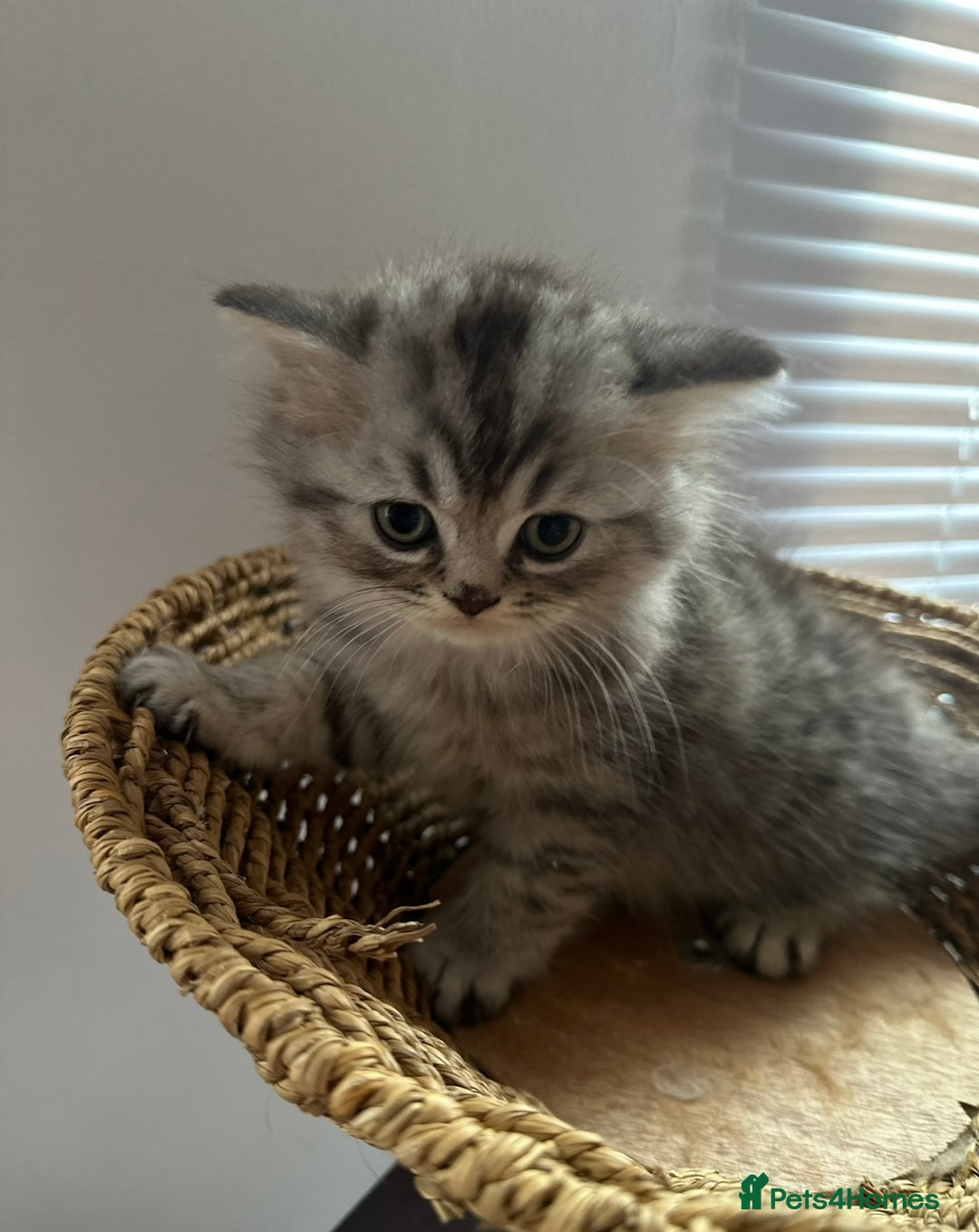 British Longhair cats for sale: British Long Hair Kittens - Image 16