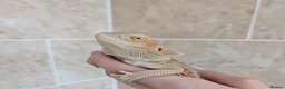 Bearded Dragon reptiles for sale: Witblits hypo het trans male Bearded Dragon - Advert 2