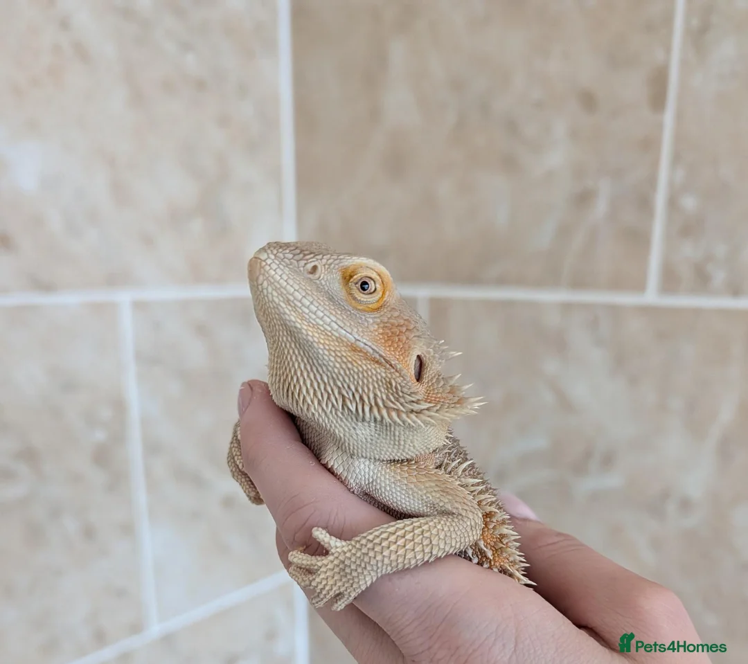 Bearded Dragon reptiles for sale: Witblits hypo het trans male Bearded Dragon - Advert 2