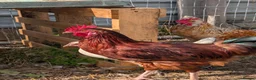 Chickens poultry for sale: Free Roosters  in Rotherham - Advert 5