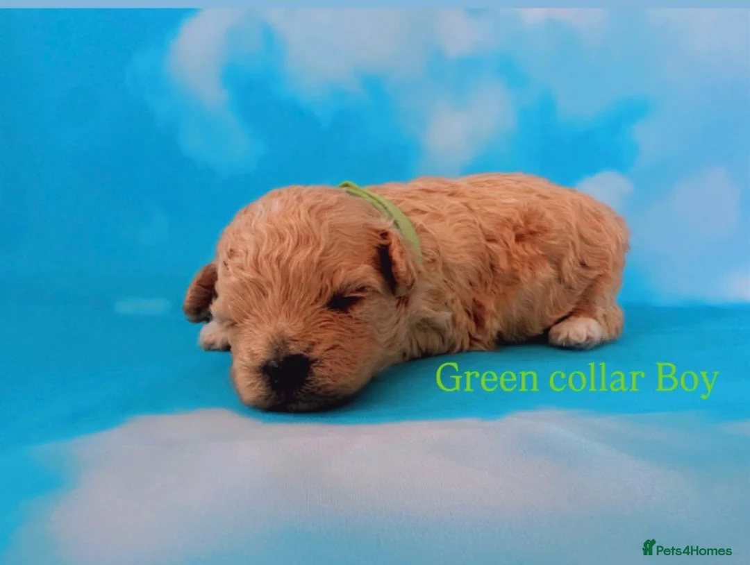 Maltipoo dogs for sale: ⭐️ Health Tested Stunning Maltipoos ⭐️ in Wolverhampton - Advert 5