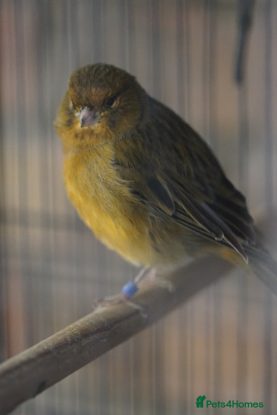 Canaries birds for sale: Canaries  - Advert 4