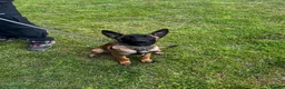Belgian Shepherd Dog dogs for sale: World Champion Sired Puppies  - Advert 7