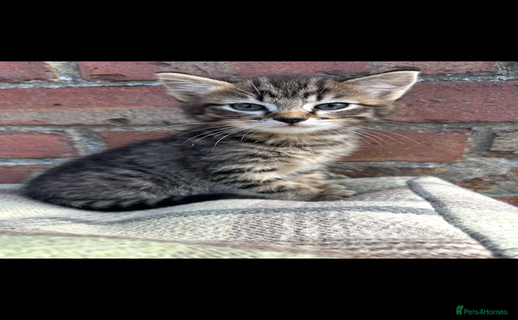 Bengal cats - Advert 10