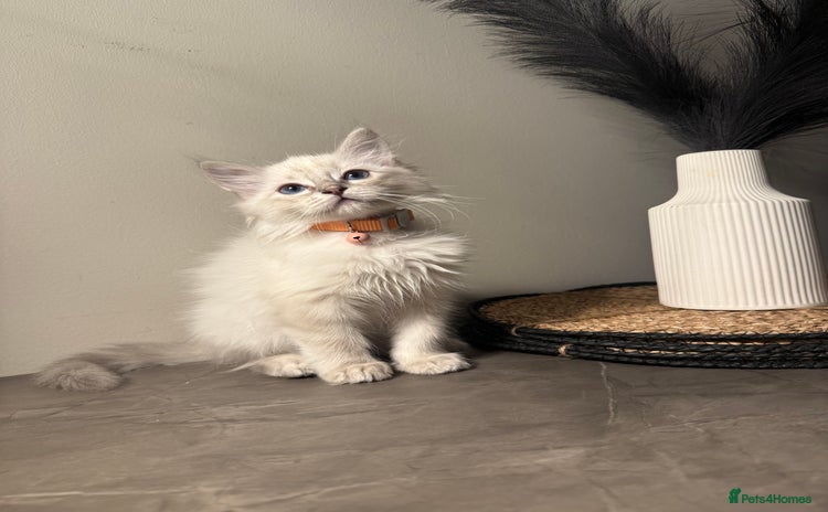 Ragdoll cats - Advert 2