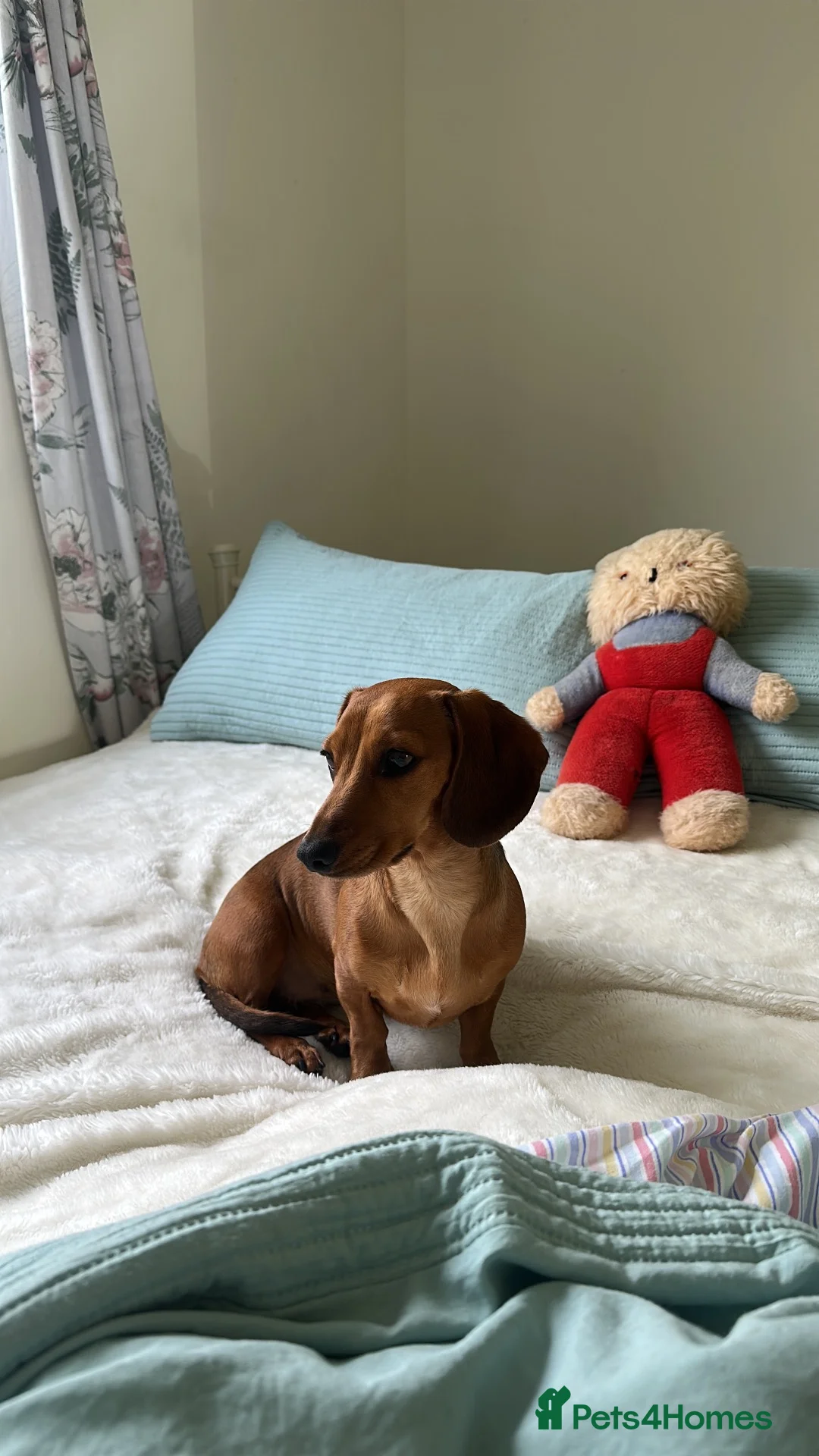 Mixed Breed dogs for sale: Marvellous mauxies in Whitland - Advert 1