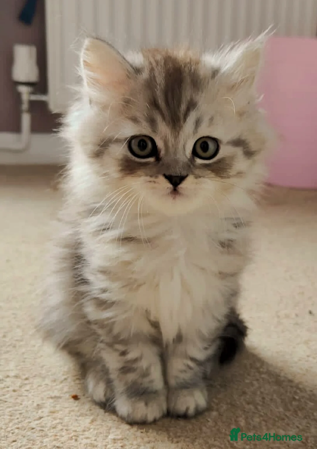 Persian cats for stud: ❤️SILVER PERSIAN CHINCHILLA ADORABLE FOR STUD❤️ - Advert 26