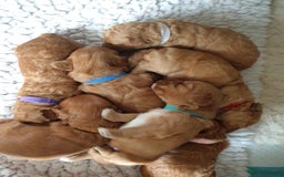 Mixed Breed dogs for sale: Cotonoodle/Cotonpoos health tested parents - Image 2