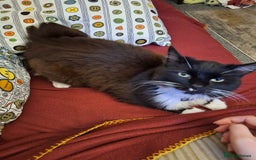 Maine Coon cats for sale: Tuxedo Maine Coon male 1yr - Image 3