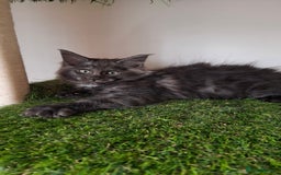 Maine Coon cats for sale: Pedigree Maine Coon kittens  - Image 12