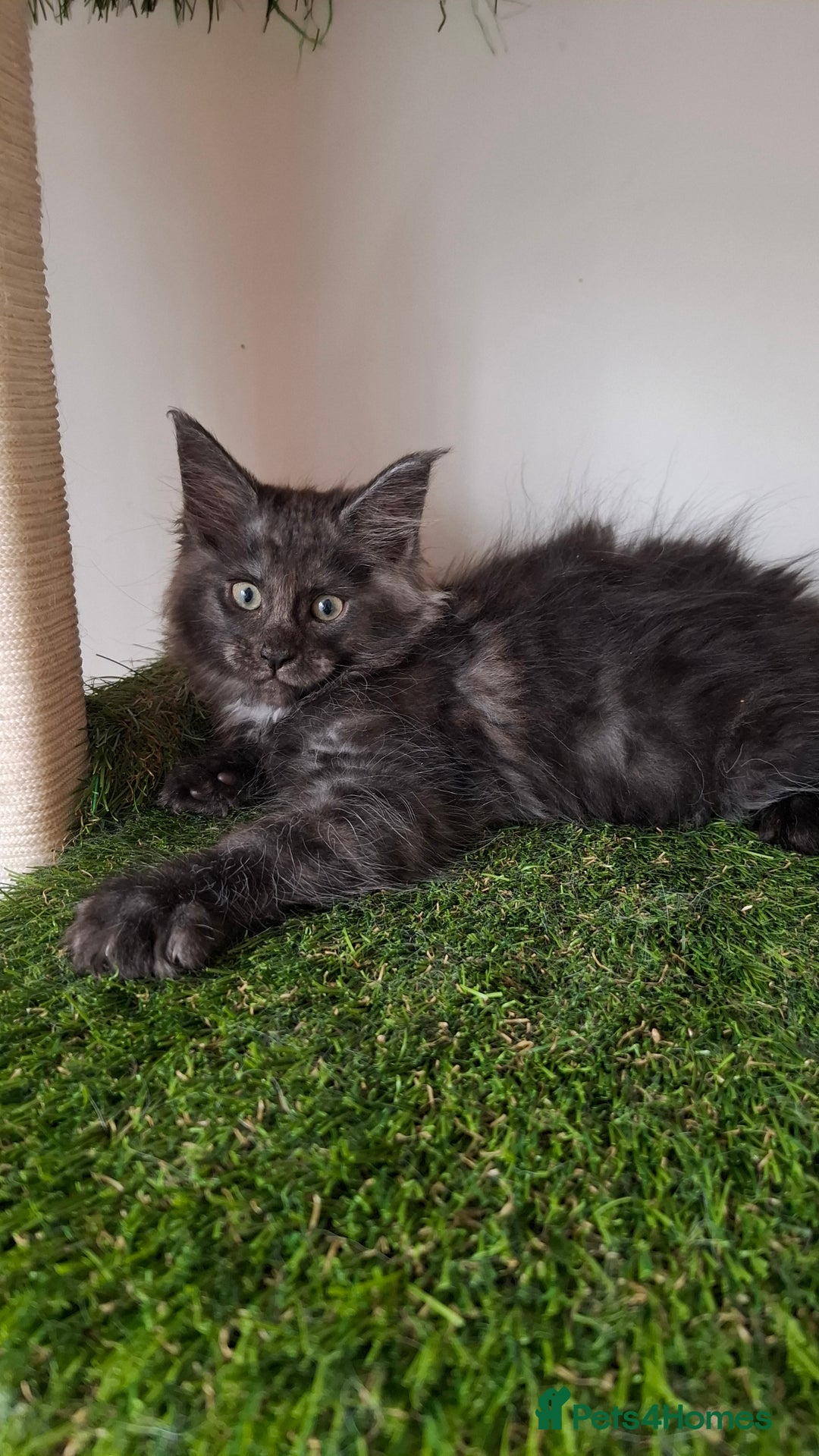 Maine Coon cats for sale: Pedigree Maine Coon kittens  - Image 12