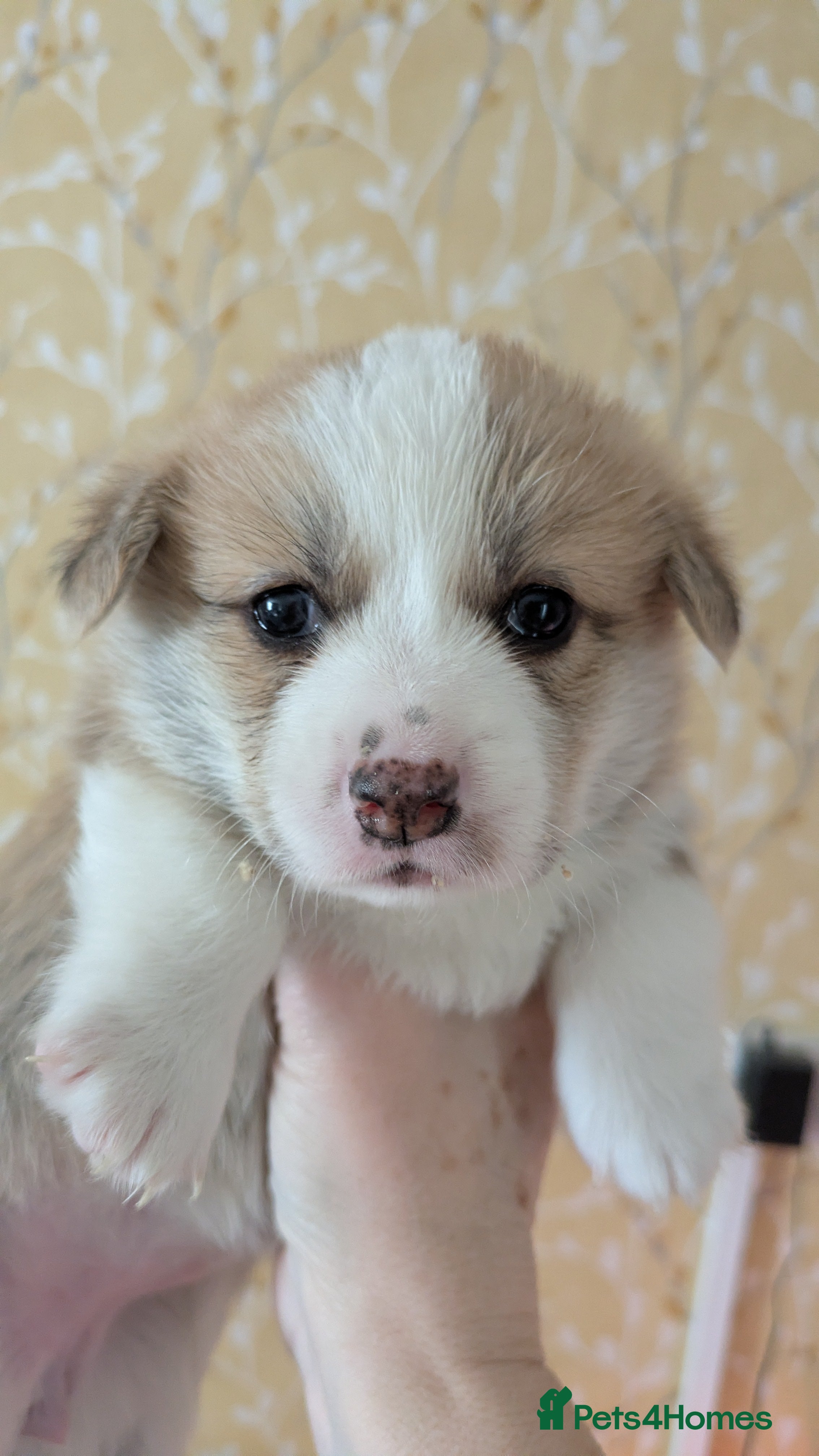 Welsh Corgi Pembroke dogs Stunning big boned corgi bitch pup - Advert 12