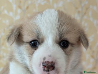 Welsh Corgi Pembroke dogs Stunning big boned corgi bitch pup - Advert 2