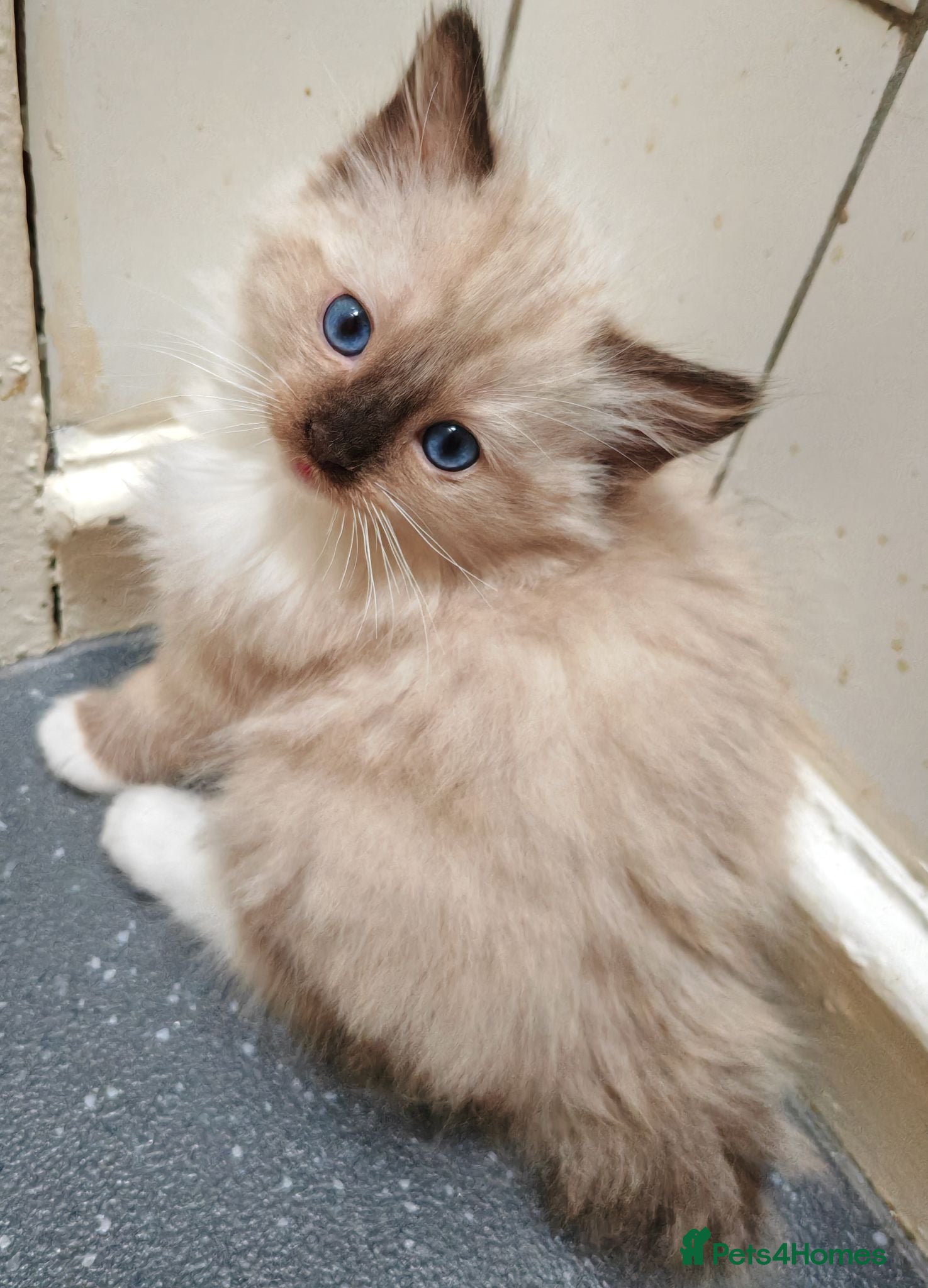 Ragdoll cats Purebred ragdolls Kittens for sale!  - Advert 3