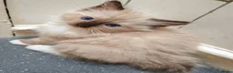 Ragdoll cats for sale: Purebred ragdolls Kittens for sale!  - Advert 1