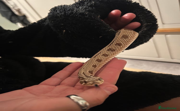 Snake reptiles - Advert 1