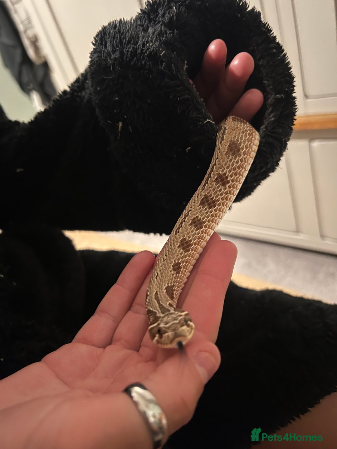 Snake reptiles for sale: Western hognose 3 years old with full setup. - Image 1