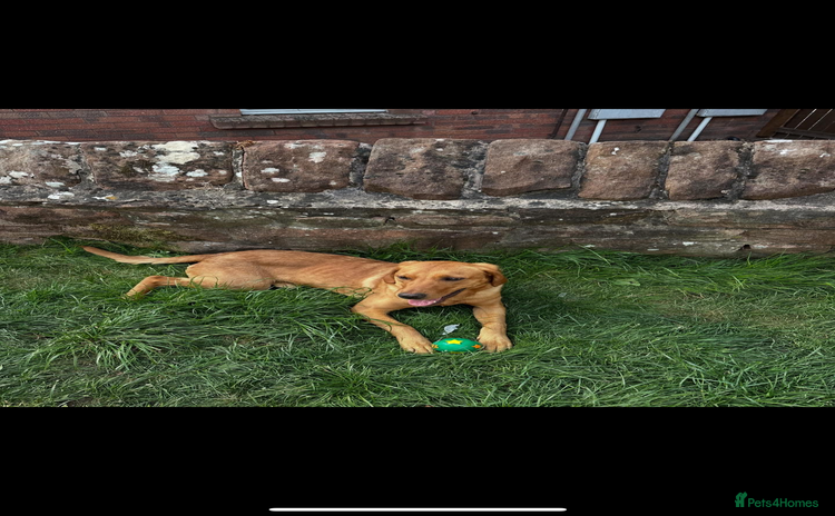 Labrador Retriever dogs - Advert 3