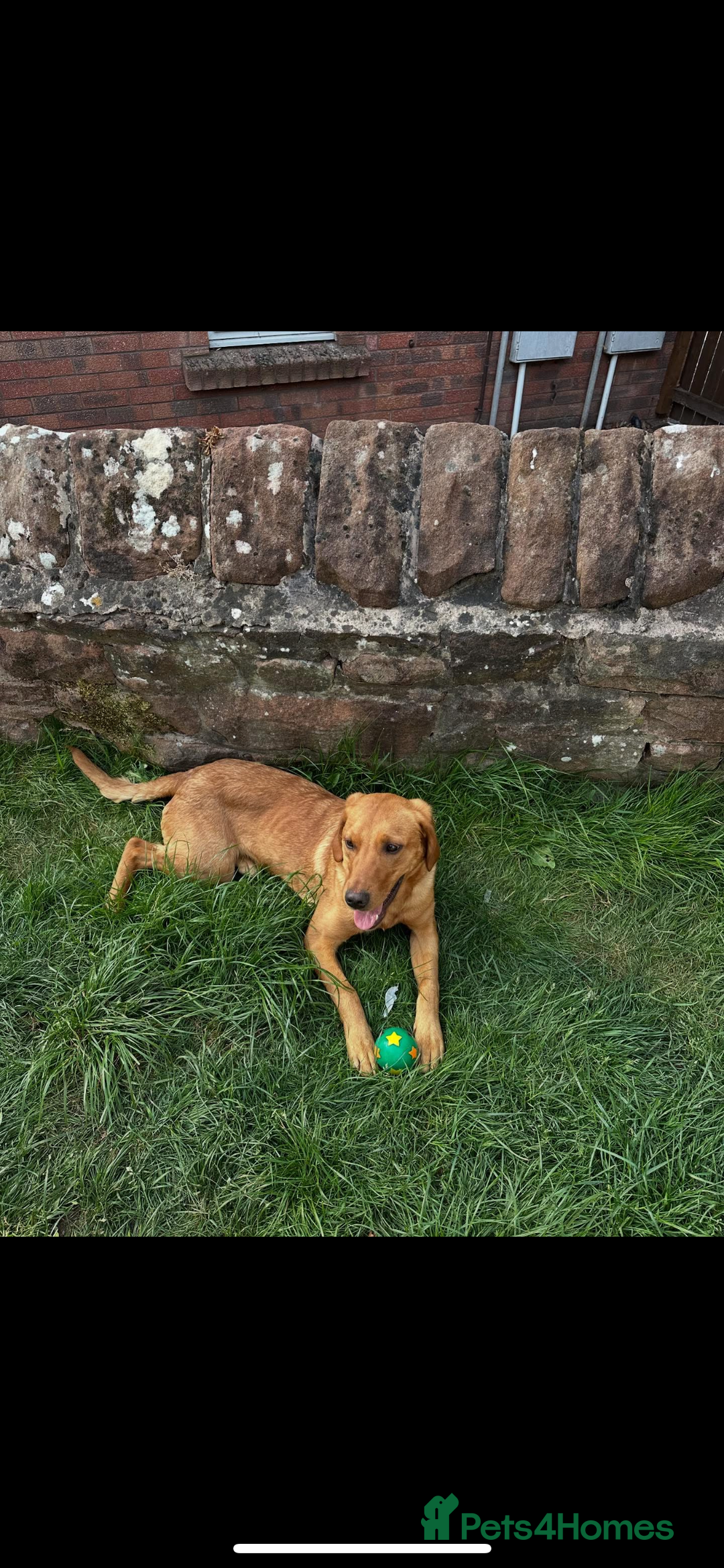 Labrador Retriever dogs for sale: 11 month old Fox red  female labrador pup - Image 1