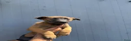 Belgian Shepherd Dog dogs for sale: Chunky WORKING LINE BELGIAN MALINOIS PUPPYS - Advert 8