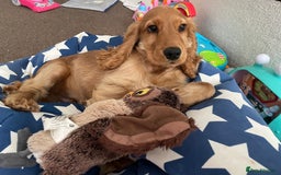 Cocker Spaniel dogs for sale: 17 week old male show cocker spaniel  - Image 1