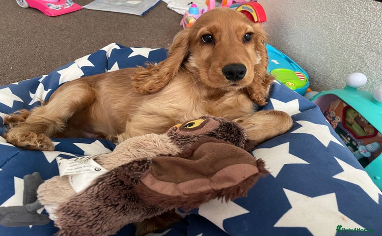 Cocker Spaniel dogs for sale - Advert 1
