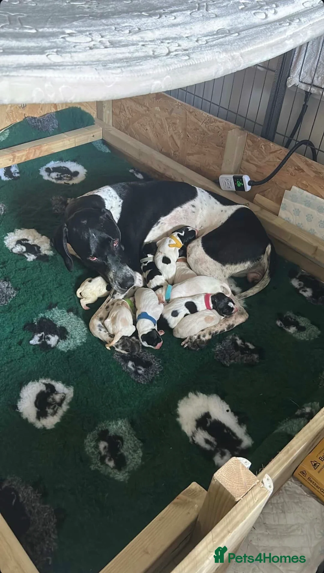 Pointer dogs for sale: English Pointer Puppies - Advert 1