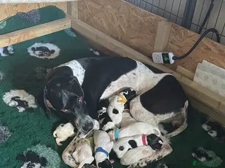 Pointer dogs English Pointer Puppies - Advert 3