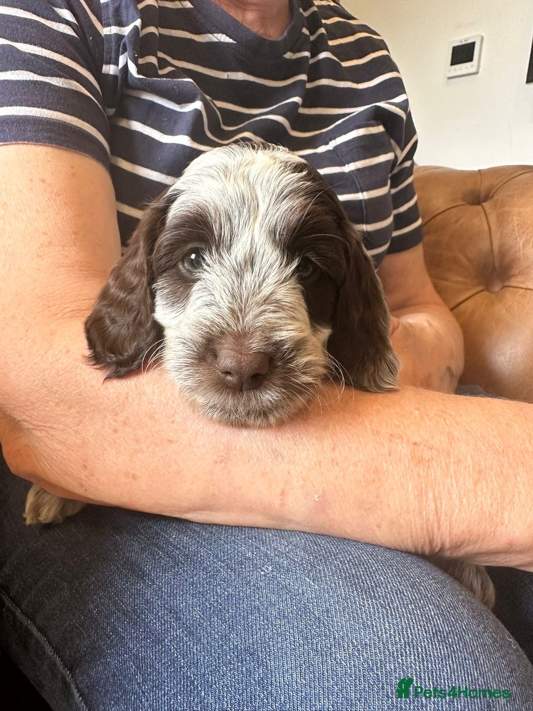 Cockapoo dogs for sale: Amazing fully health tested cockapoos - Image 11