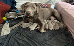 Labrador Retriever dogs for sale: 5 silver Labrador boys, Hackney - Image 9
