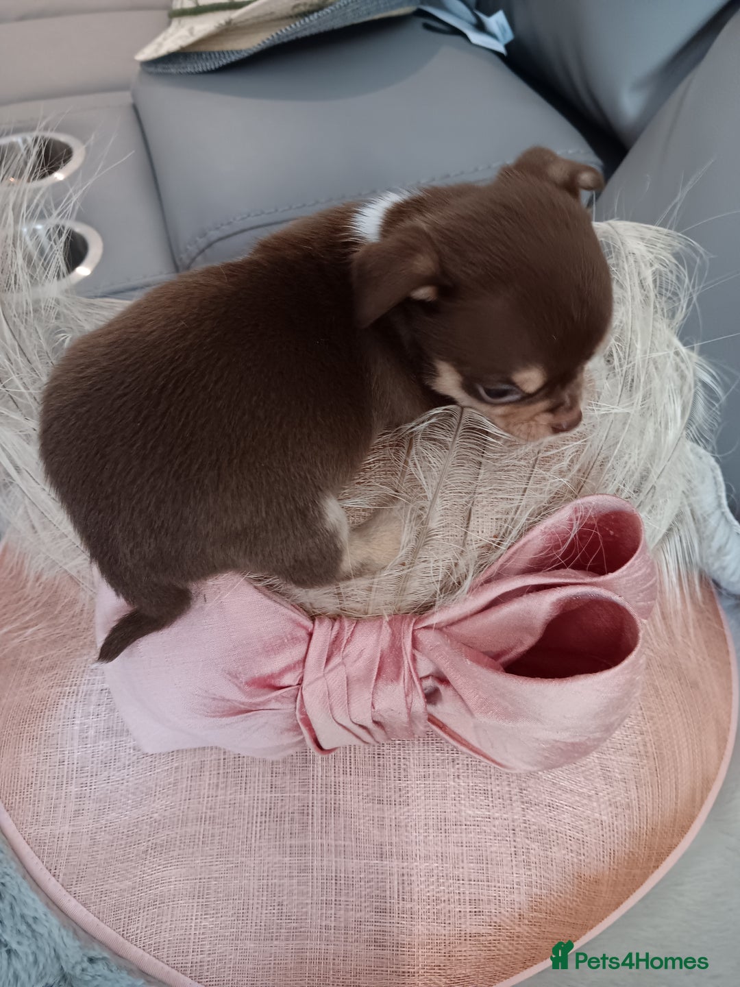 Chihuahua dogs for sale: Chihuhua pups - Image 10