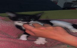 Mixed Breed cats for sale: 8 Week Old Kittens - Image 6