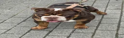 English Bulldog dogs for stud: chocolate tri british bulldog for stud  - Advert 1
