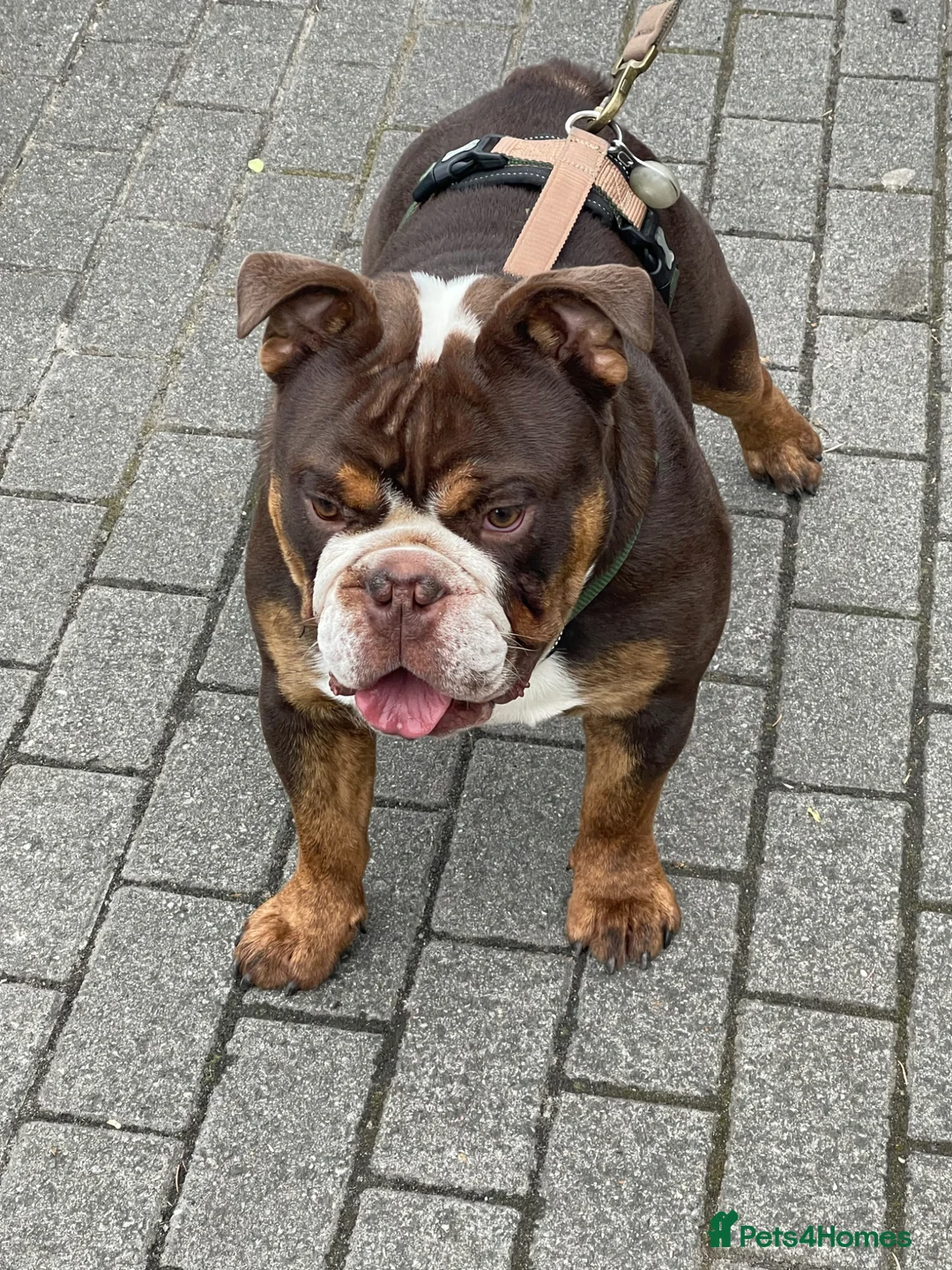 English Bulldog dogs for stud: chocolate tri british bulldog for stud  - Advert 1