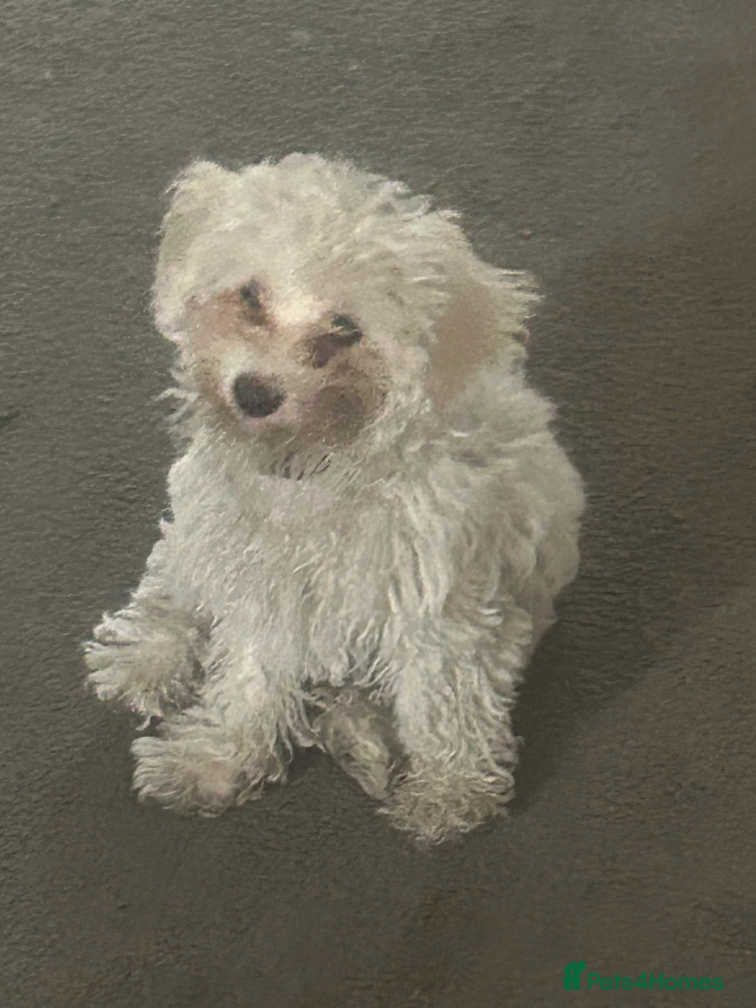 Maltese dogs for sale: 2 lovely Maltese female available  in Romford - Advert 2