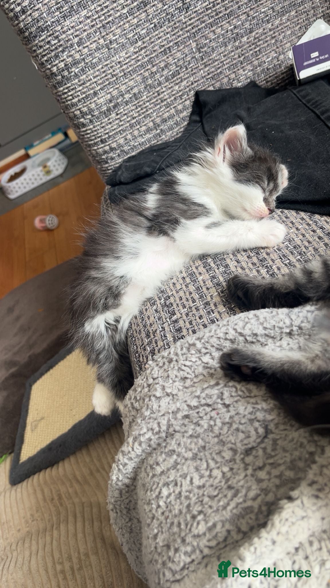 Mixed Breed cats for sale: 3 gorgeous kittens for sale - Advert 5