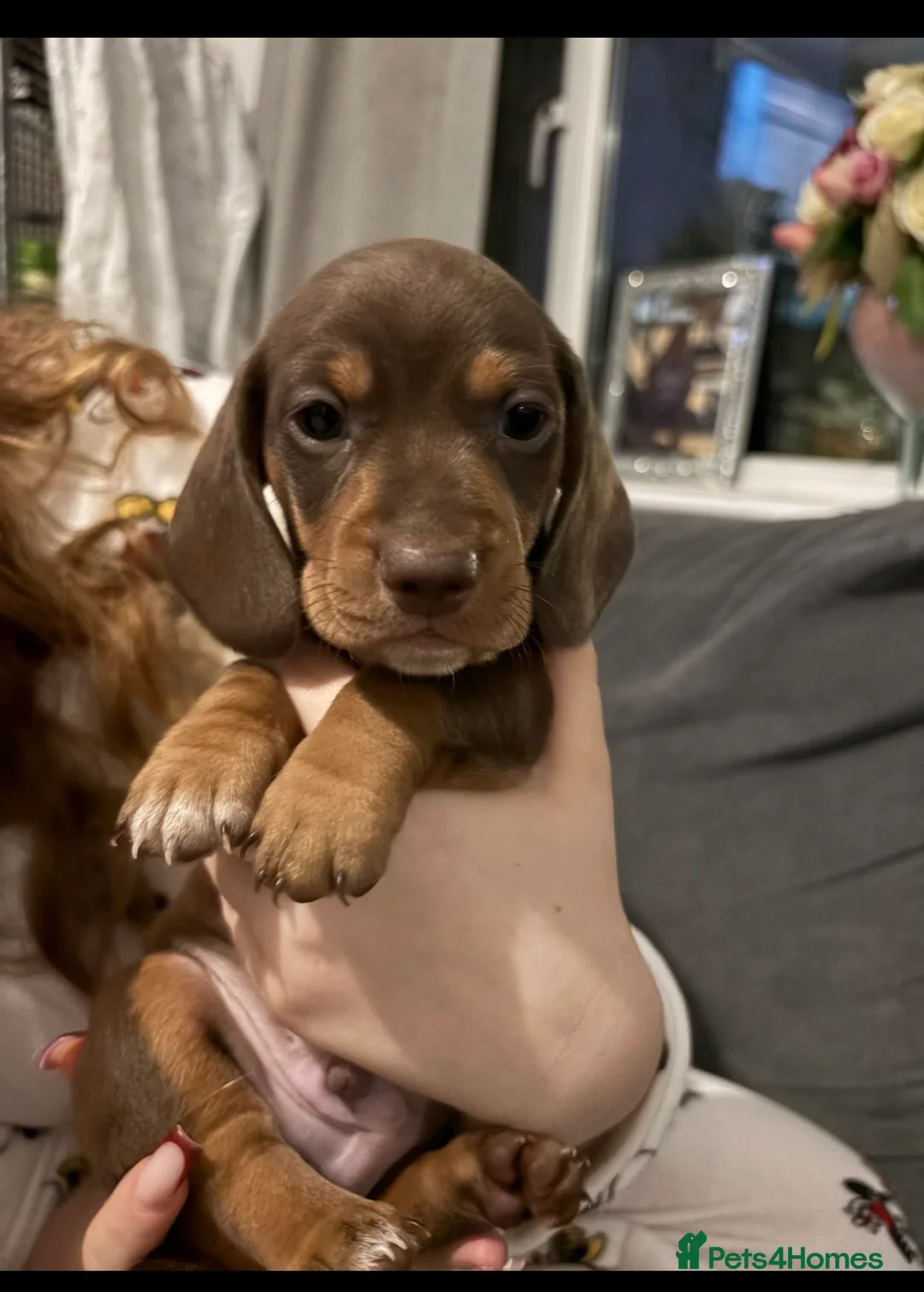 Miniature Dachshund dogs for sale: Miniature dachshund puppies  - Advert 7