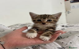 Domestic Shorthair cats for sale: 6 beautiful kittens for sale  - Image 2