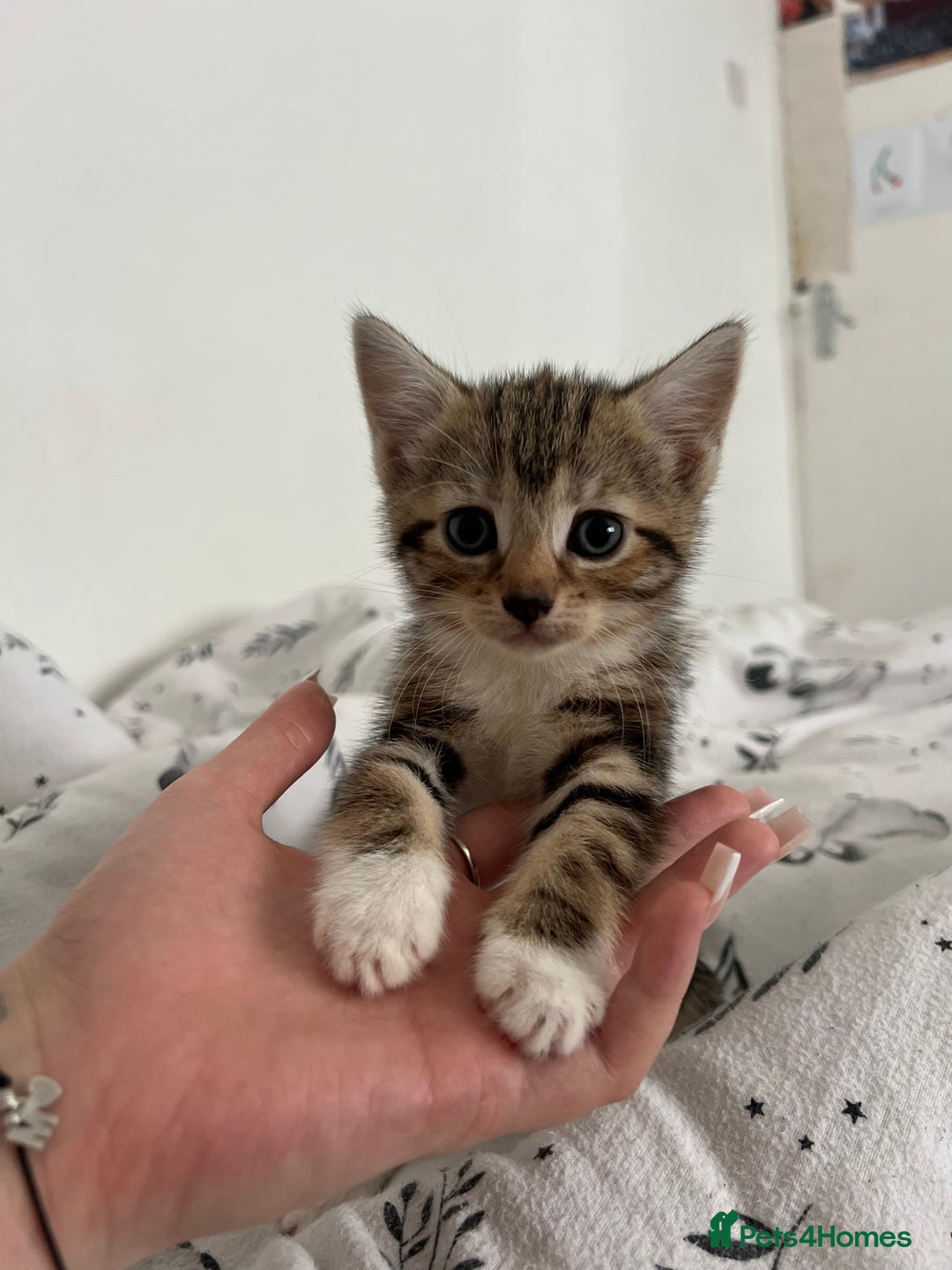 Domestic Shorthair cats for sale: 6 beautiful kittens for sale  - Image 2