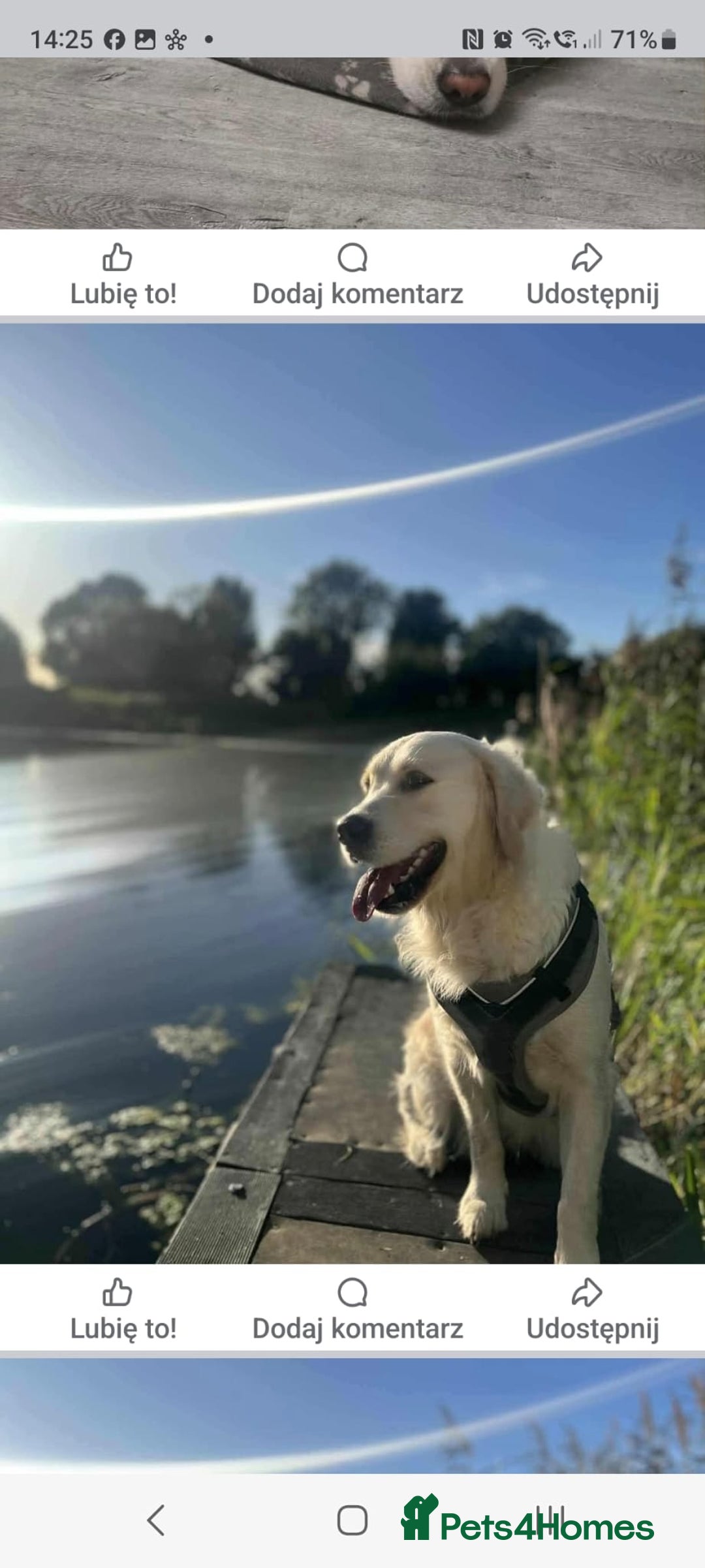 Golden Retriever dogs for sale: Golden Retriever puppies - Advert 3