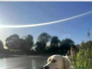 Golden Retriever dogs Golden Retriever puppies - Advert 13